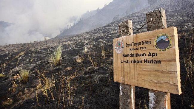 Api Sudah Capai Gunung-gunung, Simak Daftar Daerah Rawan Karhutla