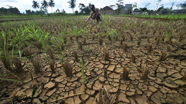 6 Kenyataan Pahit saat El Nino Diprediksi Bertahan Hingga 2024