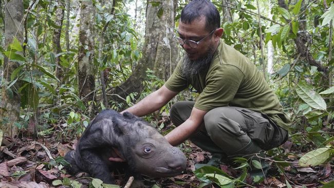 Media Asing Sorot ‘Keajaiban’ Kelahiran Bayi Badak Sumatra
